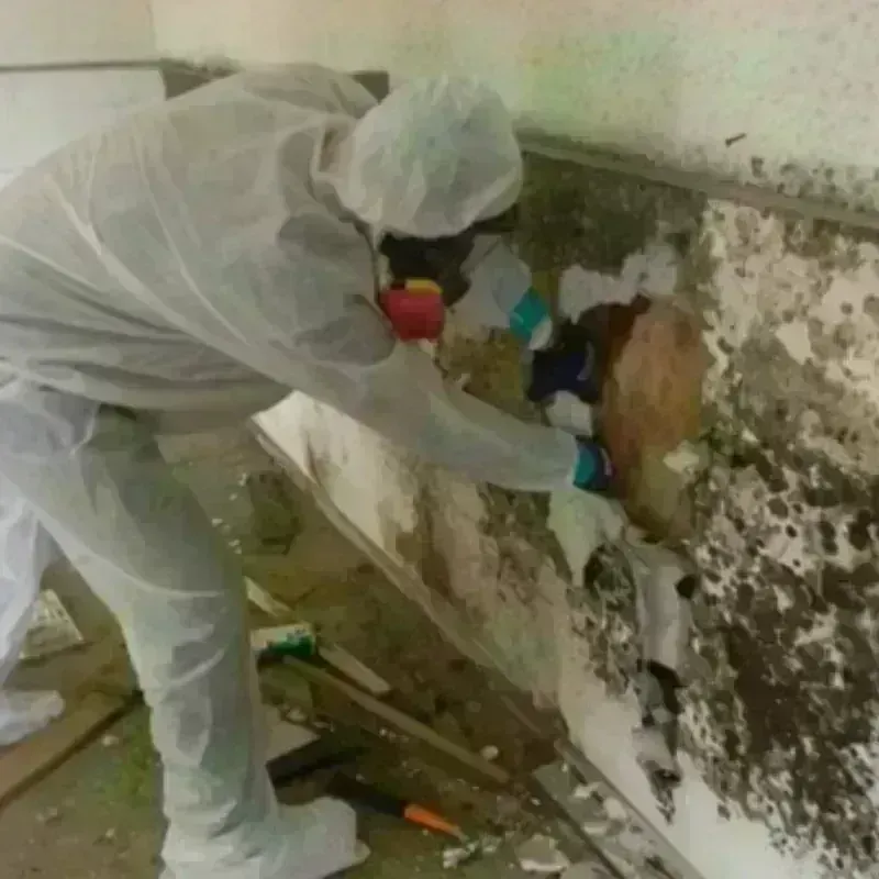 Mold Remediation and Removal in Hot Springs National Park, AR